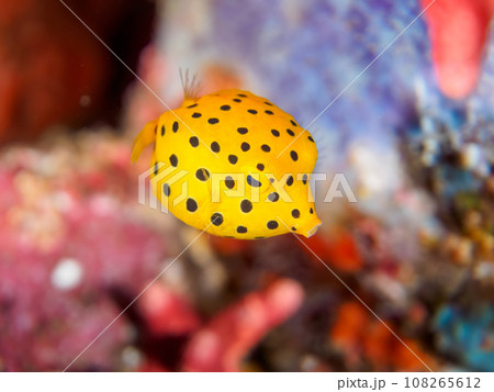 ヒリゾ浜（静岡県賀茂郡南伊豆町中木）の美しいソフトコーラルとミナミハコフグの幼魚 108265612