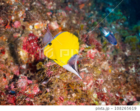 ヒリゾ浜（静岡県賀茂郡南伊豆町中木）の美しいフエヤッコダイ、レンテンヤッコ他 108265619