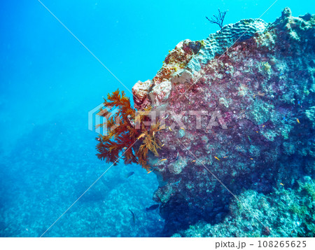ヒリゾ浜（静岡県賀茂郡南伊豆町中木）の大きなウミカラマツ（ソフトコーラル）の群生 108265625