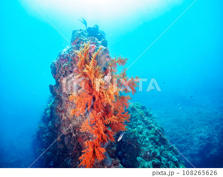 ヒリゾ浜（静岡県賀茂郡南伊豆町中木）の大きなウミカラマツ（ソフトコーラル）の群生 108265626