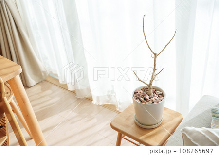 病気で枯れた観葉植物・ゴムの木 病気で枯れた観葉植物・ゴムの木 108265697