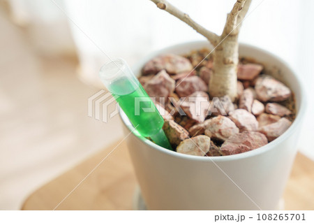 病気で枯れた観葉植物・ゴムの木・液体肥料 108265701