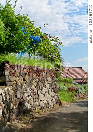 石垣で保護されたブドウ畑のある風景 108265719