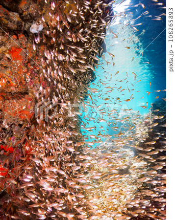 ヒリゾ浜（静岡県賀茂郡南伊豆町中木）の洞窟に住む美しいキンメモドキの幼魚の群れ 108265893