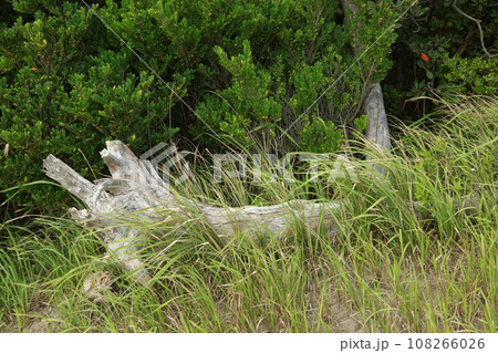 九十九里海岸を歩いた 108266026