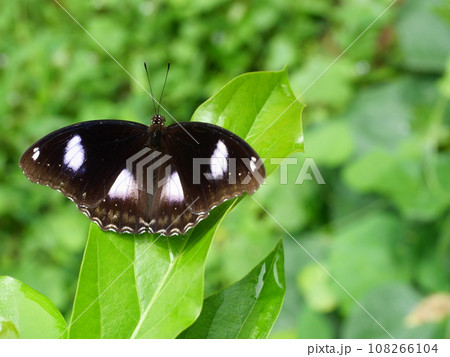 Blue Moon or Great Eggfly (Hypolimnas bolina) butterfly on leaf with natural green background , Trey white stripes on the dark brown wing 108266104