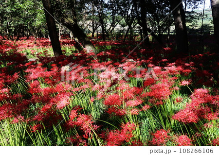 巾着田曼殊沙華 108266106