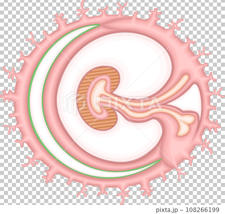胚葉　単体　イラスト 108266199
