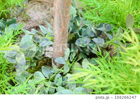 細い木の根元と植物たち 細い木の根元と植物たち 108266247