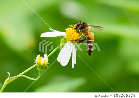 Honey bee collecting nectar from Bidens alba flower 108266378