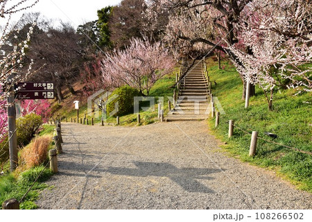 水戸市　偕楽園周遊路と満開梅の花と道しるべ 108266502