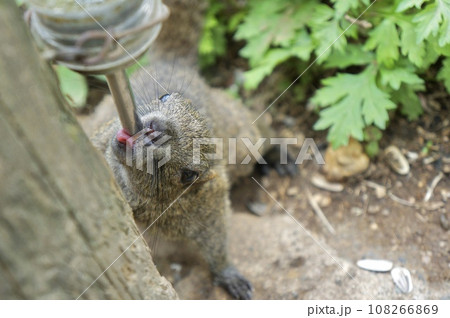 水を飲むリス 水を飲むリス 108266869