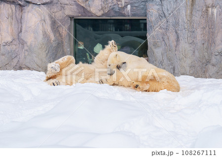 Polar Bear or Ursus maritimus at Asahiyama Zoo in winter season. landmark and popular for tourists attractions in Asahikawa, Hokkaido, Japan. Travel and Vacation concept Polar Bear or Ursus maritimus at Asahiyama Zoo in winter season. landmark and popular for tourists attractions in Asahikawa, Hokkaido, Japan. Travel and Vacation concept 108267111
