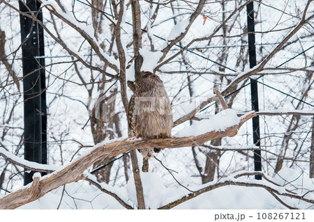 Blakiston s fish owl or Ketupa blakistoni at Asahiyama Zoo in winter season. landmark and popular for tourists attractions in Asahikawa, Hokkaido, Japan. Travel and Vacation concept 108267121