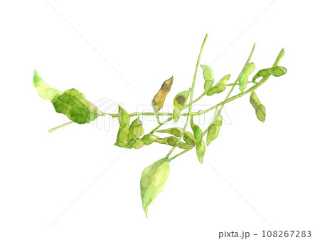 手描き水彩で描いたフレッシュな葉付き黒大豆(枝豆)のイラスト 白バック 手描き水彩で描いたフレッシュな葉付き黒大豆(枝豆)のイラスト 白バック 108267283