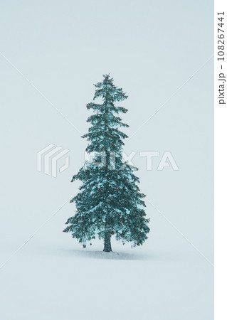Beautiful Christmas tree with Snow in winter season at Biei Patchwork Road landmark and popular for attractions in Hokkaido, Japan. Travel and Vacation concept Beautiful Christmas tree with Snow in winter season at Biei Patchwork Road landmark and popular for attractions in Hokkaido, Japan. Travel and Vacation concept 108267441