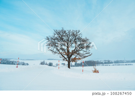 Beautiful Seven stars tree with Snow in winter season at Biei Patchwork Road. landmark and popular for attractions in Hokkaido, Japan. Travel and Vacation concept Beautiful Seven stars tree with Snow in winter season at Biei Patchwork Road. landmark and popular for attractions in Hokkaido, Japan. Travel and Vacation concept 108267450