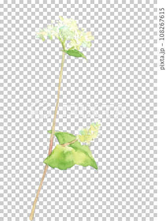 蕎麥花手繪水彩插圖，白色背景，透明背景，複製空間 108267615