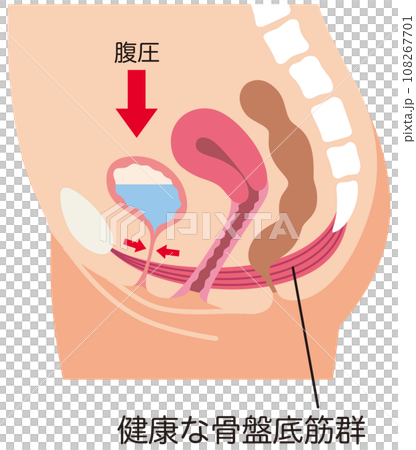 骨盤底筋と排尿の仕組み　尿もれ　健康 108267701