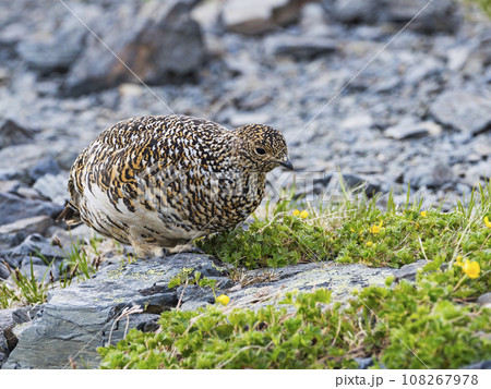6月のライチョウ雌 108267978