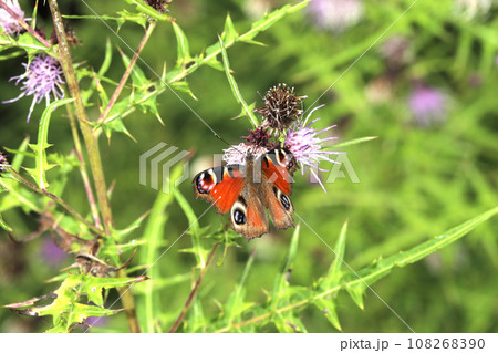 クジャクチョウ 108268390