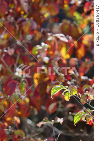 ハナミズキの紅葉と色づく前の青葉 【逆光】【暗い背景】 ハナミズキの紅葉と色づく前の青葉 【逆光】【暗い背景】 108268417