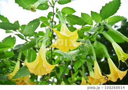 キダチチョウセンアサガオの花 キダチチョウセンアサガオの花 108268614