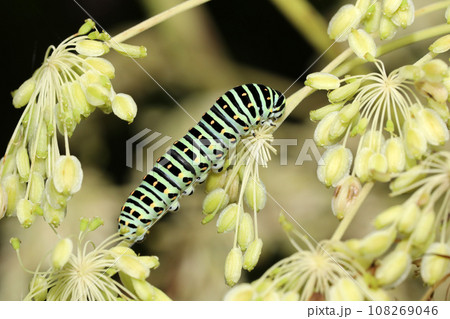キアゲハの幼虫 108269046