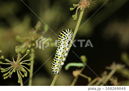 キアゲハの幼虫 キアゲハの幼虫 108269048