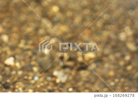 シマアメンボ 長翅型 シマアメンボ 長翅型 108269278