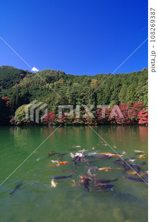 伊奈ヶ湖(南伊奈ヶ湖 山梨県 南アルプス市) 伊奈ヶ湖(南伊奈ヶ湖 山梨県 南アルプス市) 108269387