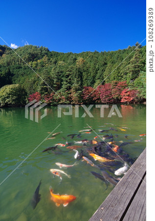 伊奈ヶ湖（南伊奈ヶ湖　山梨県　南アルプス市） 108269389