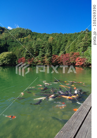 伊奈ヶ湖(南伊奈ヶ湖 山梨県 南アルプス市) 伊奈ヶ湖(南伊奈ヶ湖 山梨県 南アルプス市) 108269390