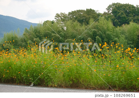 草野川の堤に育つコスコスの花 108269651
