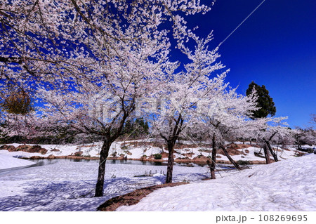福山峠の雪上桜 108269695