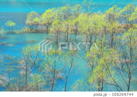 秋扇湖の水没林 秋扇湖の水没林 108269744
