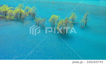 秋扇湖の水没林 秋扇湖の水没林 108269745