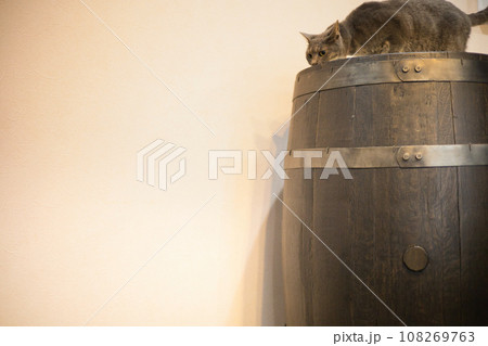 樽と猫 108269763