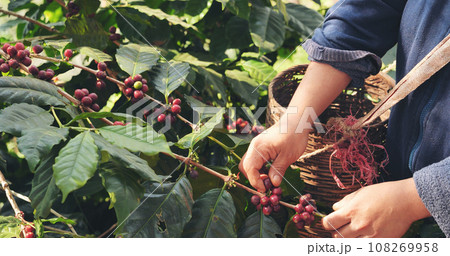 Close up hands harvest red seed in basket robusta arabica plant farm. Coffee plant farm woman Hands harvest raw coffee beans. Ripe Red berries plant fresh seed coffee tree growth in green eco farm 108269958