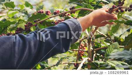 Close up hands harvest red seed in basket robusta arabica plant farm. Coffee plant farm woman Hands harvest raw coffee beans. Ripe Red berries plant fresh seed coffee tree growth in green eco farm 108269961