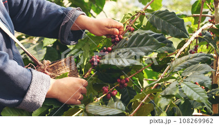 Coffee plant farm woman Hands harvest raw coffee beans. Ripe Red berries plant fresh seed coffee tree growth in green eco farm. Close up hands harvest red seed in basket robusta arabica plant farm. 108269962
