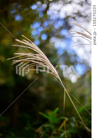 秋が深まる森の中でのススキの穂。緑と青空背景をぼかして浮立たせる。六甲山の中腹で撮影。 108270205