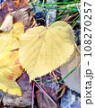 Autumn. Multicolored maple leaves lie on the grass. Colorful background image of fallen autumn leaves perfect for seasonal use 108270257