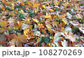 Autumn. Multicolored maple leaves lie on the grass. Colorful background image of fallen autumn leaves perfect for seasonal use 108270269