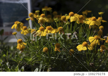 しながわ中央公園の花壇に咲くヘレニウム 108270278