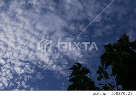 北杜市白州町、晩秋の空いっぱいに広がるうろこ雲 108270328
