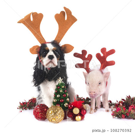 miniature pig and dog in studio miniature pig and dog in studio 108270392