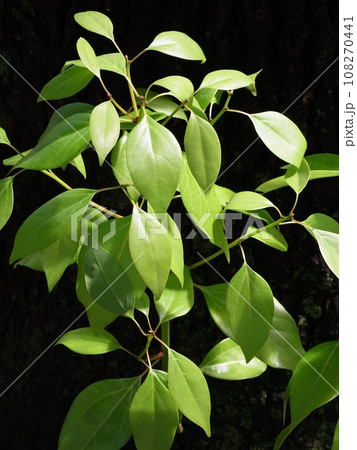 大木の幹から生えている若葉 108270441