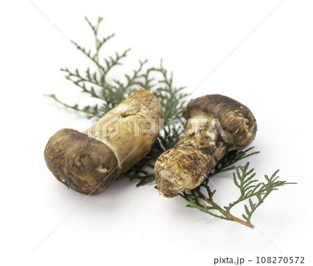 秋の味覚 高級食材の松茸 きのこ 和風イメージ まつたけ 白バック 108270572