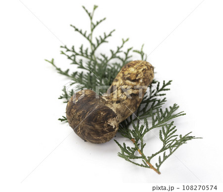 秋の味覚 高級食材の松茸 きのこ 和風イメージ まつたけ 白バック 108270574